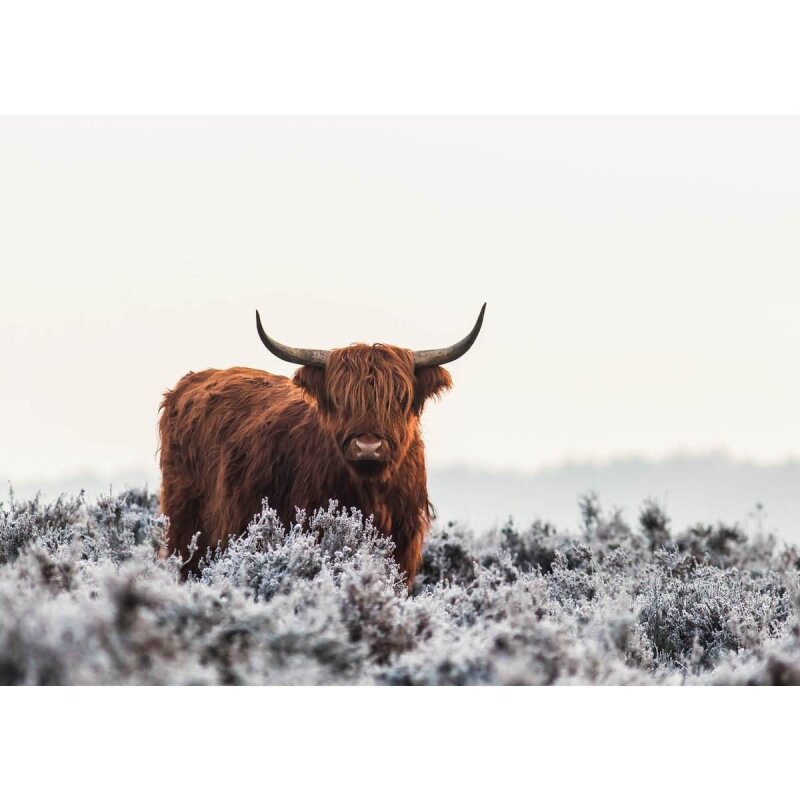 A.S. Création Leinwandbild Highlander Größe 70cm x 50cm