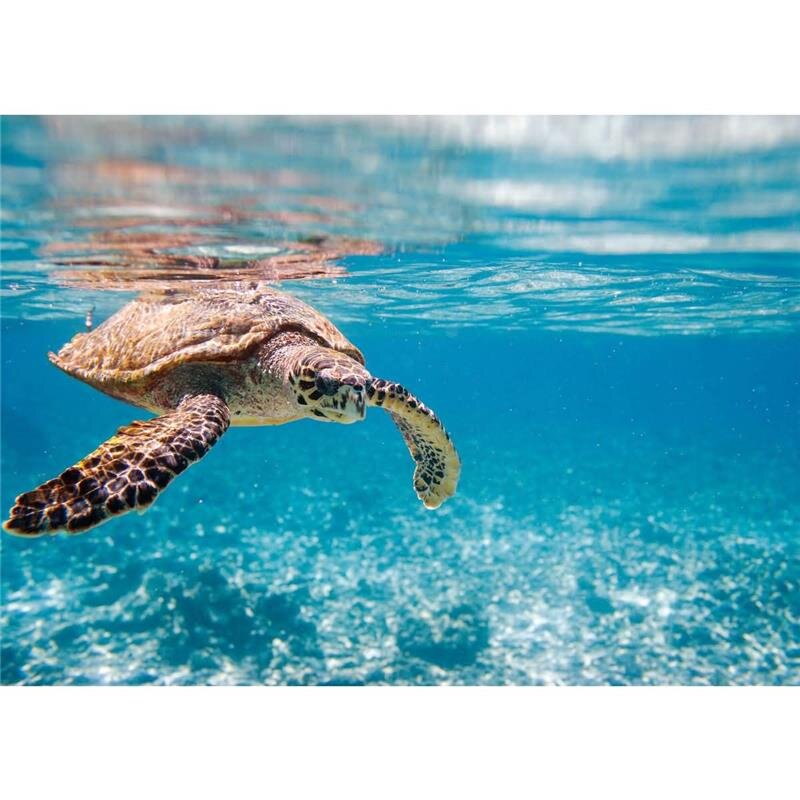 A.S. Création Leinwandbild TravelingTurtl Größe 70cm x 50cm