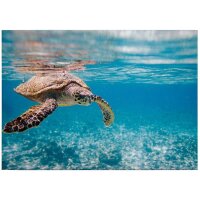 A.S. Cr&eacute;ation Leinwandbild TravelingTurtl...