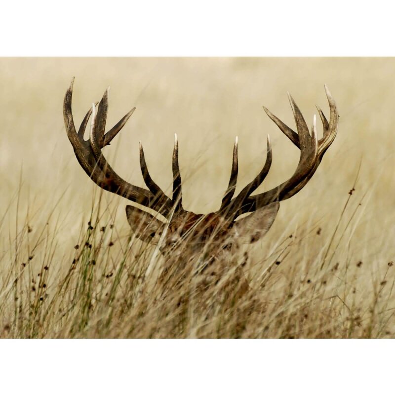 A.S. Création Leinwandbild Watchful deer Größe 70cm x 50cm