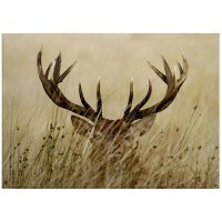 A.S. Cr&eacute;ation Leinwandbild Watchful deer...