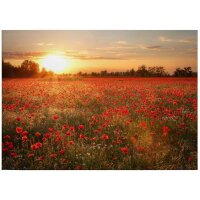 A.S. Cr&eacute;ation Leinwandbild Poppy Field...