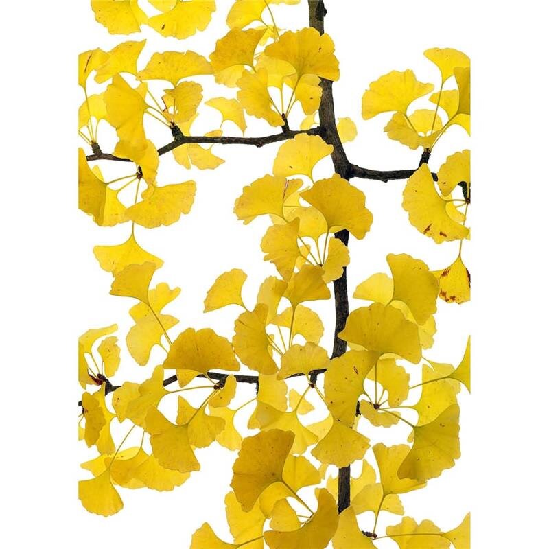 A.S. Création Leinwandbild Flora Ginko Größe 50cm x 70cm