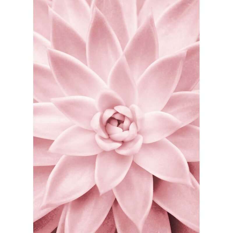 A.S. Création Leinwandbild PinkSucculents Größe 50cm x 70cm