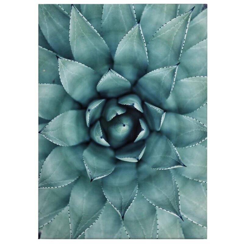 A.S. Création Leinwandbild Agave 02 Größe 50cm x 70cm
