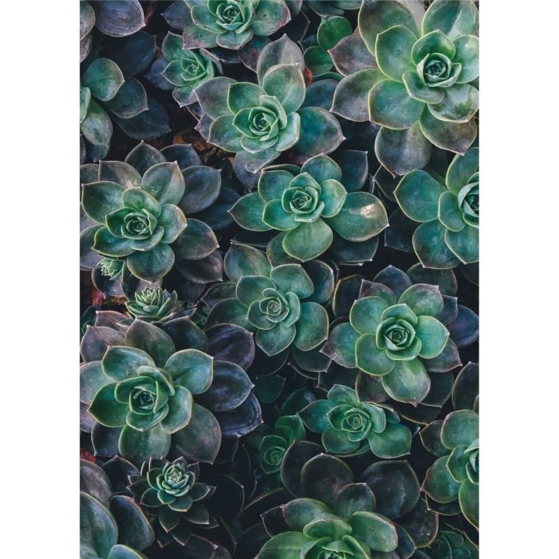 A.S. Création Leinwandbild Succulents Größe 50cm x 70cm