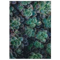 A.S. Cr&eacute;ation Leinwandbild Succulents...