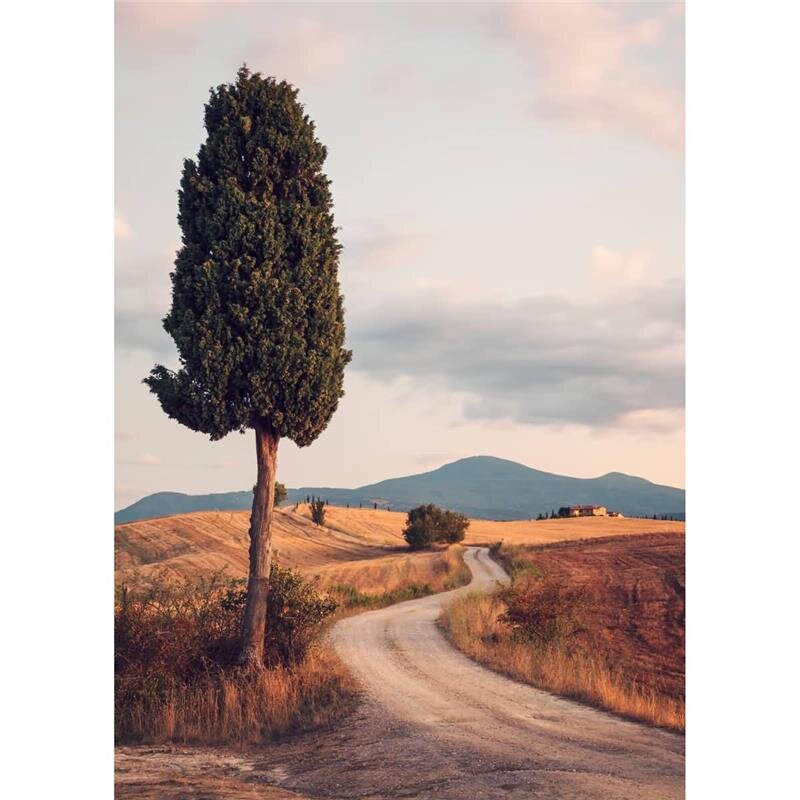 A.S. Création Leinwandbild Cypress Road Größe 50cm x 70cm