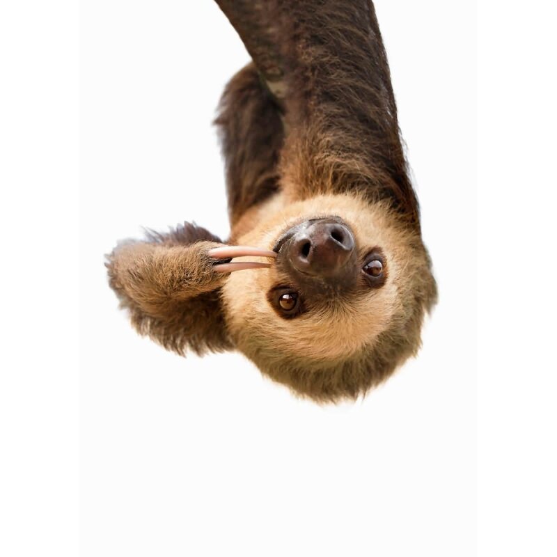 A.S. Création Leinwandbild Sloth Größe 50cm x 70cm