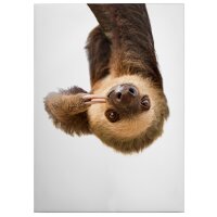 A.S. Cr&eacute;ation Leinwandbild Sloth Gr&ouml;&szlig;e...