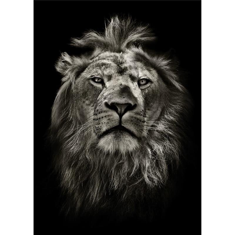 A.S. Création Leinwandbild Lion Größe 50cm x 70cm