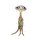 A.S. Création Leinwandbild Meerkat Größe 50cm x 70cm