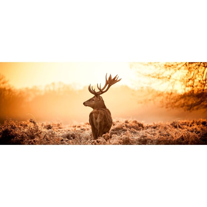 A.S. Création Leinwandbild Majestic Deer Größe 100cm x 40cm