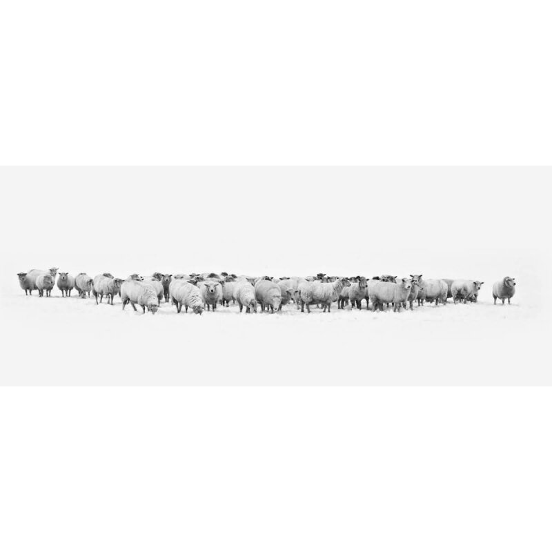 A.S. Création Leinwandbild Herd of Sheep Größe 100cm x 40cm