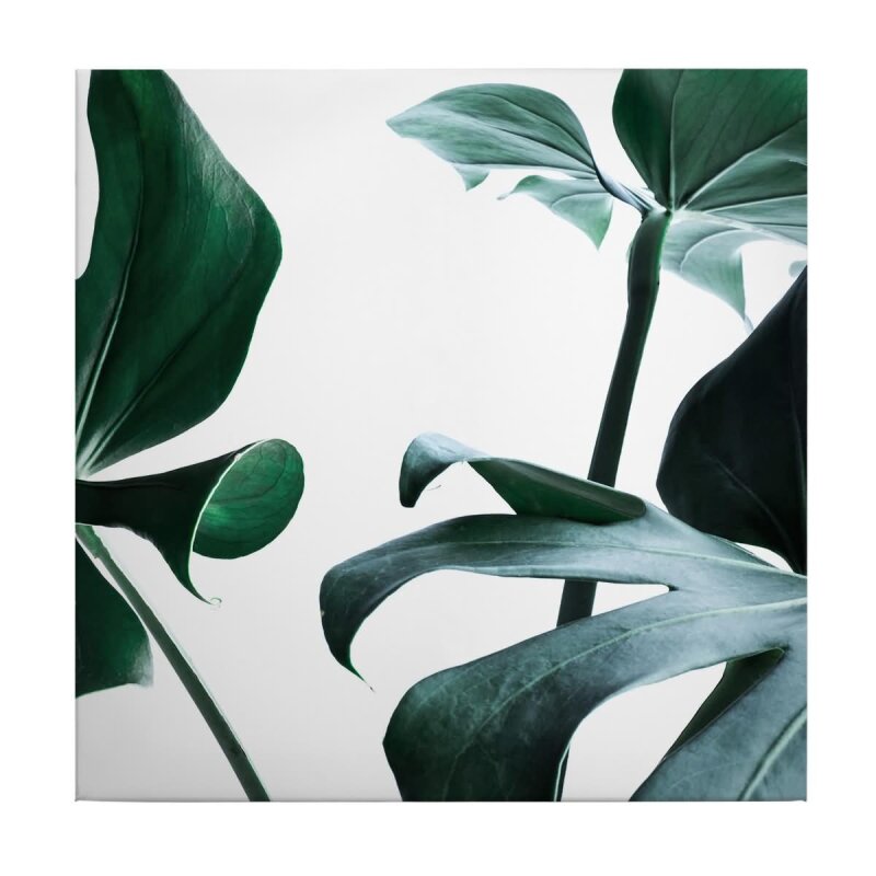 A.S. Création Leinwandbild MonsteraDelici Größe 50cm x 50cm