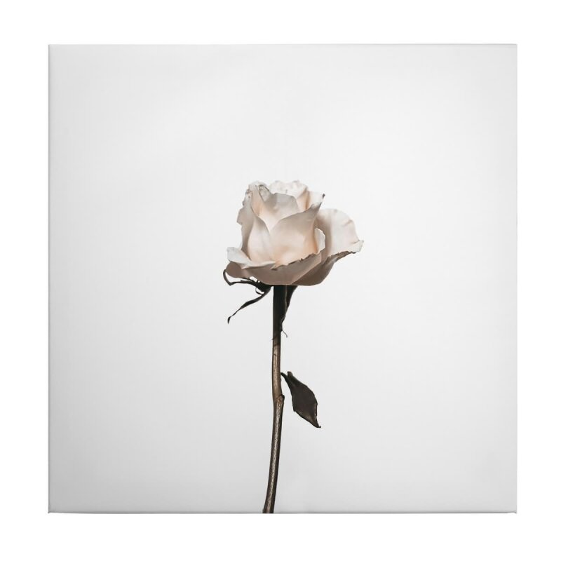 A.S. Création Leinwandbild The white rose Größe 50cm x 50cm