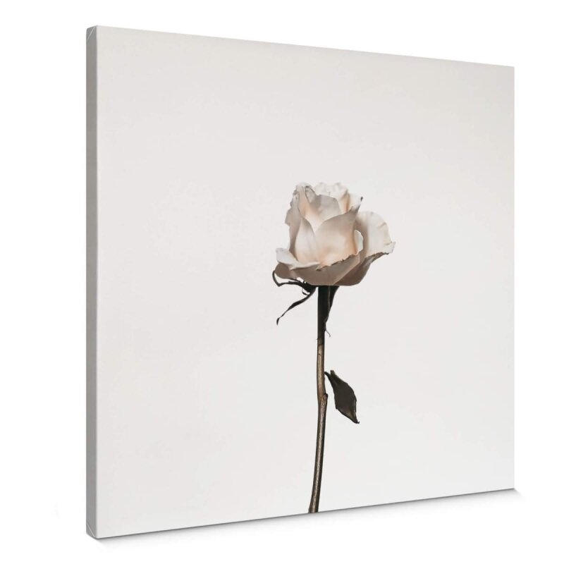 A.S. Création Leinwandbild The white rose Größe 50cm x 50cm