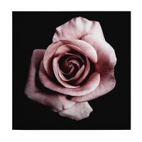 A.S. Cr&eacute;ation Leinwandbild Single rose...