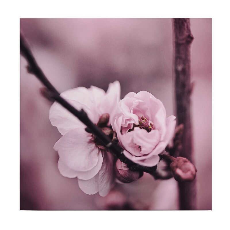 A.S. Création Leinwandbild Flower buds Größe 50cm x 50cm