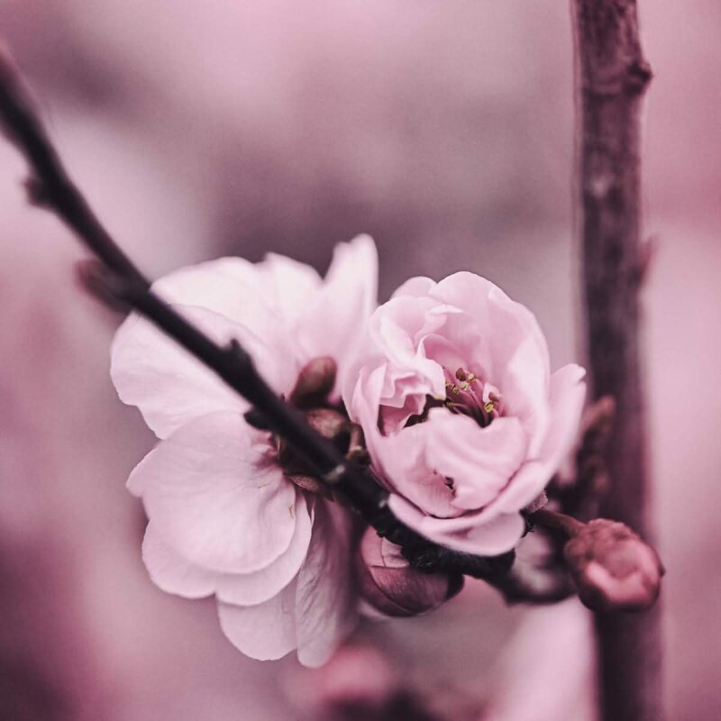 A.S. Création Leinwandbild Flower buds Größe 50cm x 50cm