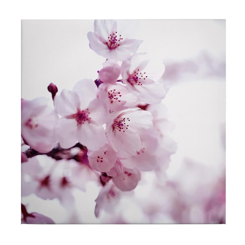A.S. Création Leinwandbild CherryBlossom2 Größe 50cm x 50cm