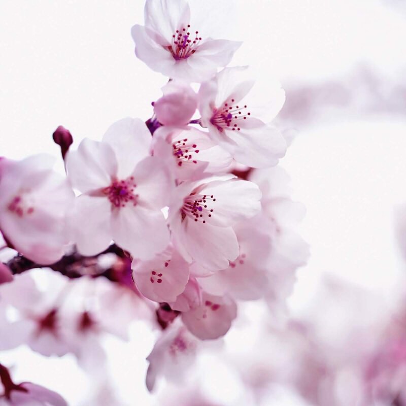 A.S. Création Leinwandbild CherryBlossom2 Größe 50cm x 50cm