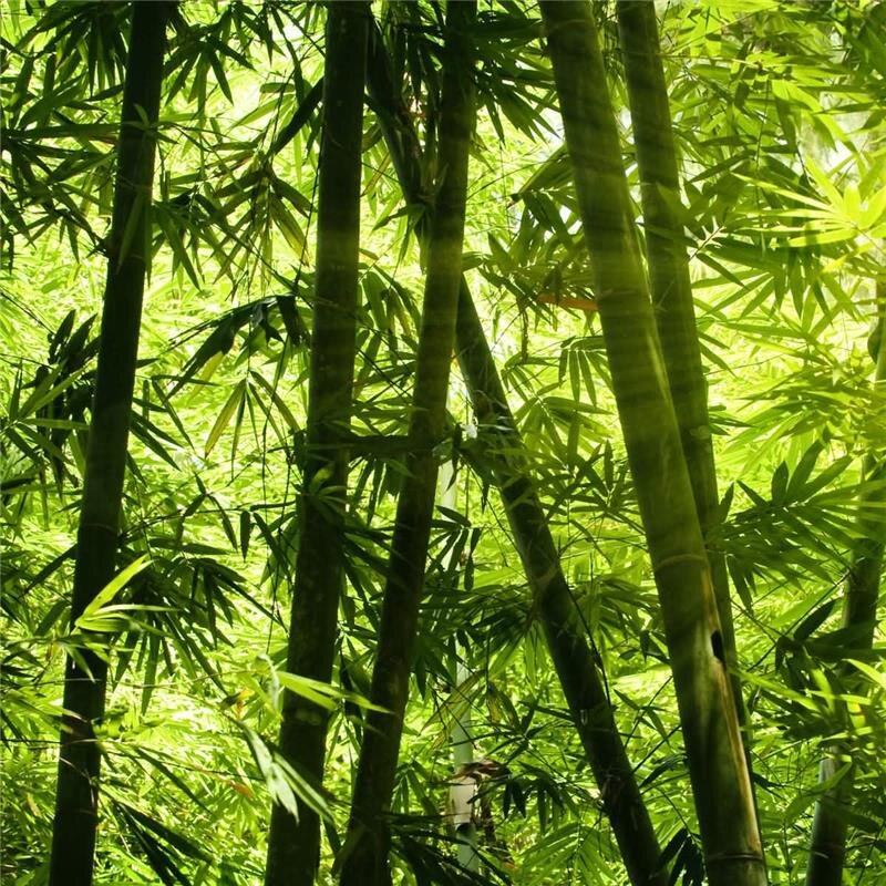 A.S. Création Leinwandbild bamboo forest Größe 50cm x 50cm