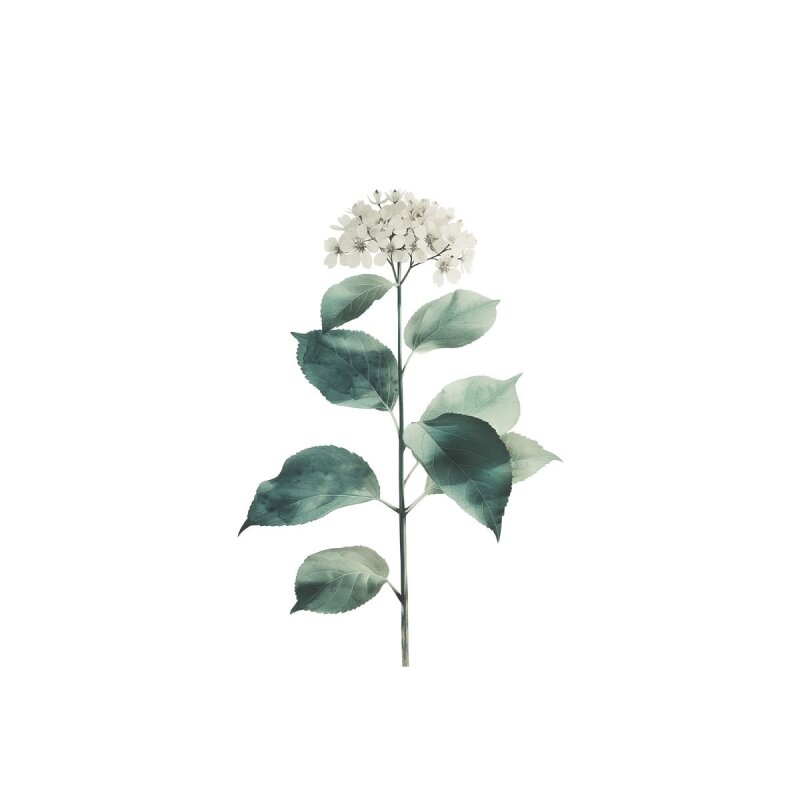 A.S. Création Leinwandbild Hortensie Blanc Größe 40cm x 50cm