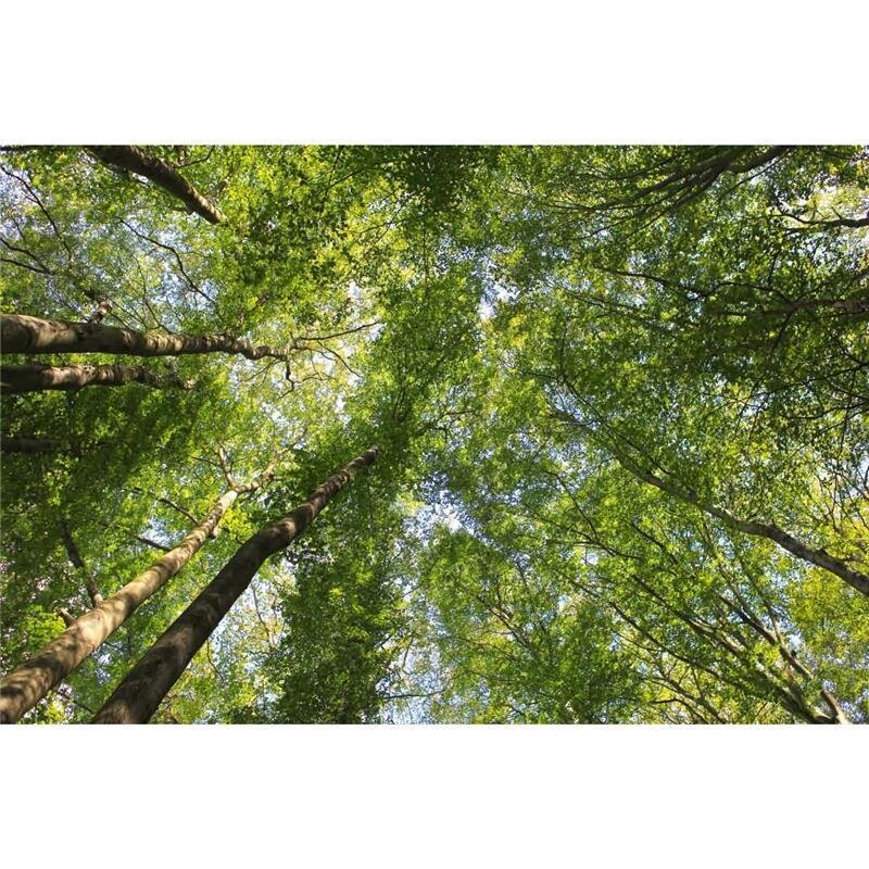 A.S. Création Leinwandbild Blätterdach