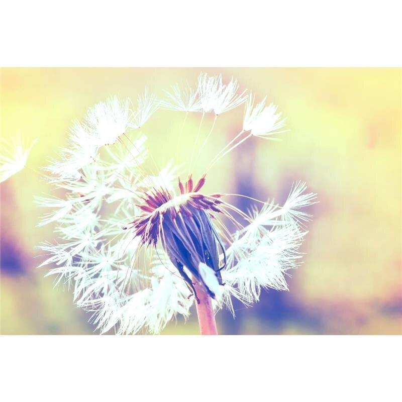 A.S. Création Leinwandbild Dandelion2