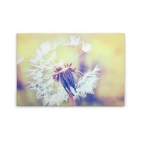 A.S. Cr&eacute;ation Leinwandbild Dandelion2