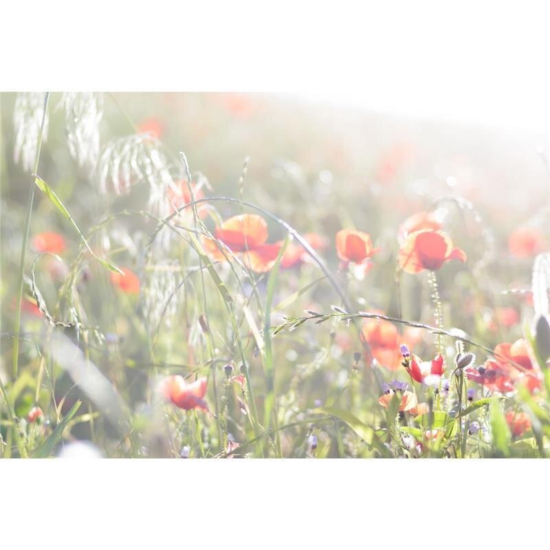 A.S. Création Leinwandbild Mohnblumen