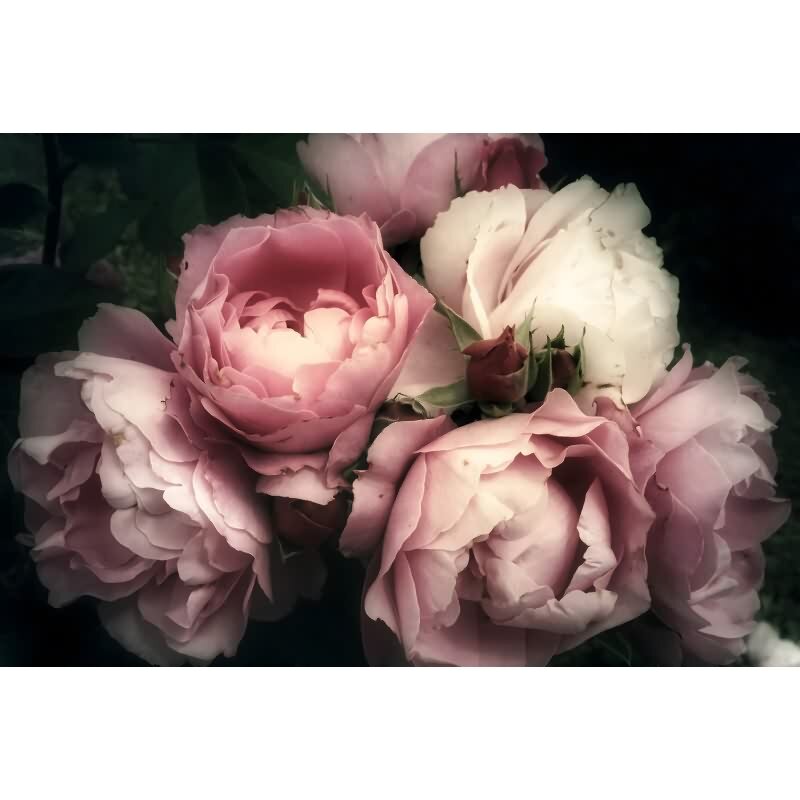 Blumen / Floral Vliestapete in Beige & Rosa - WALL LOVE von AS-Creation (KG-176987)