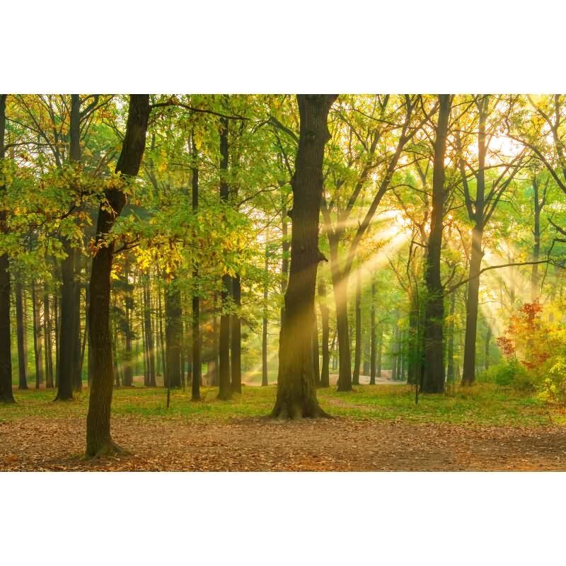 AS-Creations WALL LOVE: Vliestapete mit Bäume & Wald-Design in Braun (KG-176988)