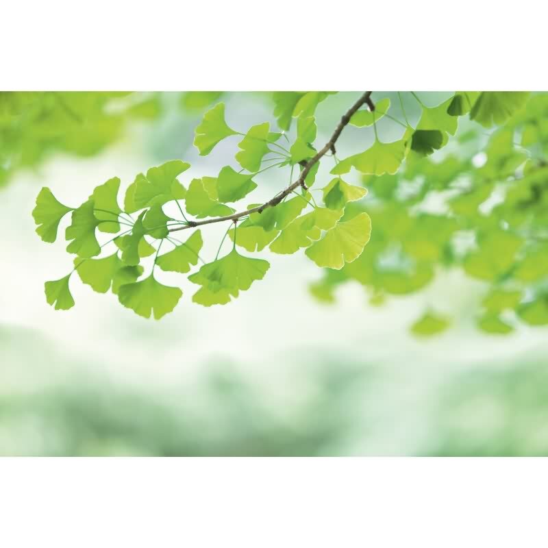 Edle Vliestapete mit Bäume & Wald in Grün & Weiß (WALL LOVE) (KG-176989)