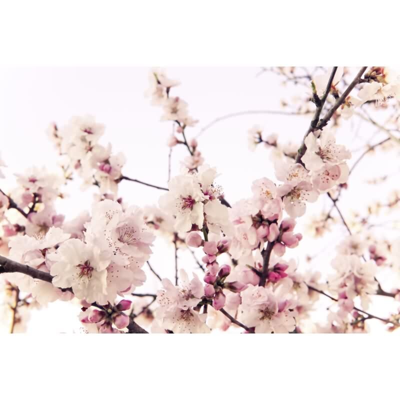 Braun Asiatisch-Design Vliestapete - WALL LOVE Kollektion (KG-176993)