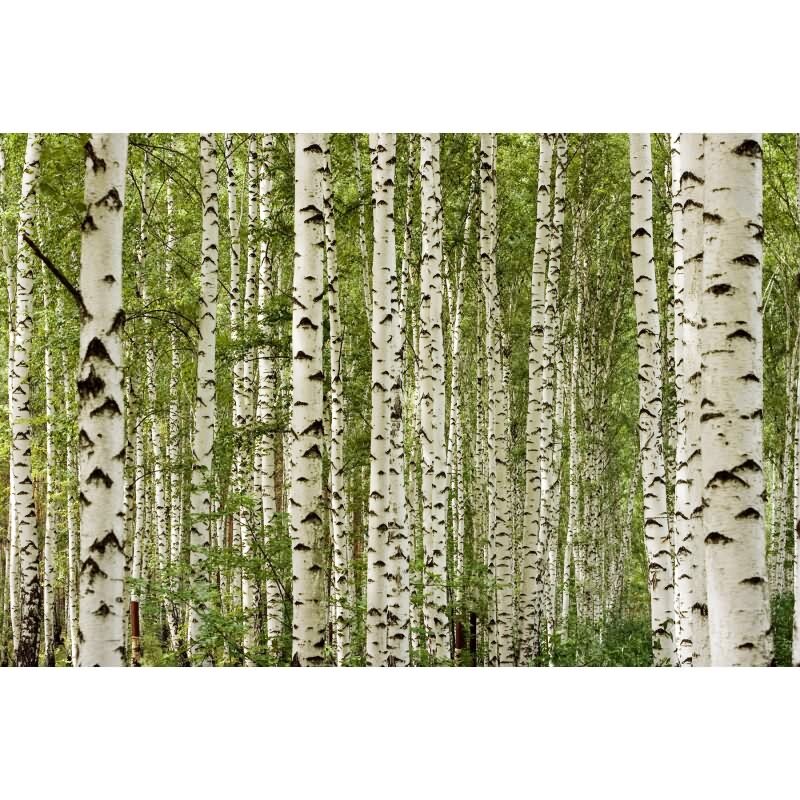 Vliestapete Gelb Bäume & Wald - WALL LOVE Edition von AS-Creation (KG-176998)