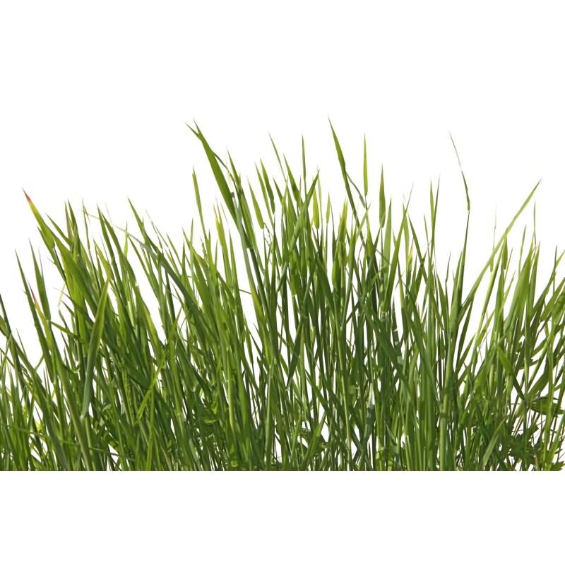 Elegante Vliestapete Grün-Blumen / Floral - Exklusiv WALL LOVE (KG-177002)