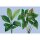 Digitaldruck-Tapete leaf garden 1 livingwalls (1036925)