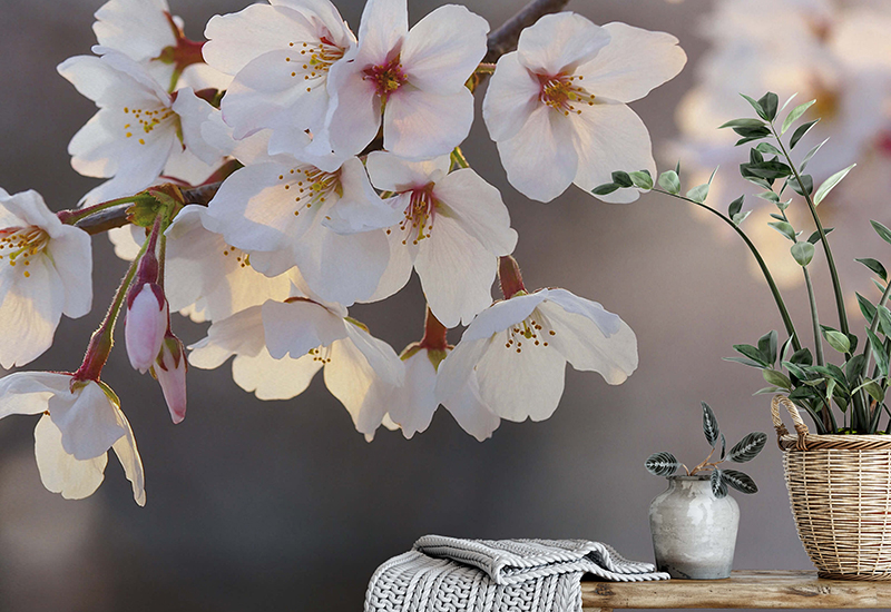 Kirschblüten-Tapeten holen den Frühling in Haus